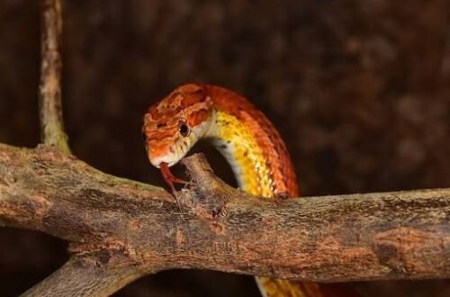 corn snake