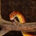 corn snake