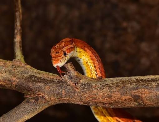 corn snake