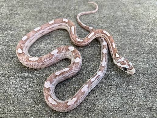 corn snake corn snake